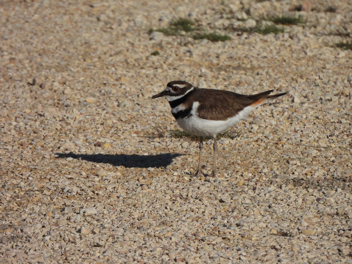 חופמי כפול-צווארון - ML637288712