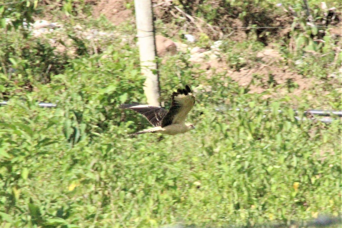 Yellow-headed Caracara - ML637288772