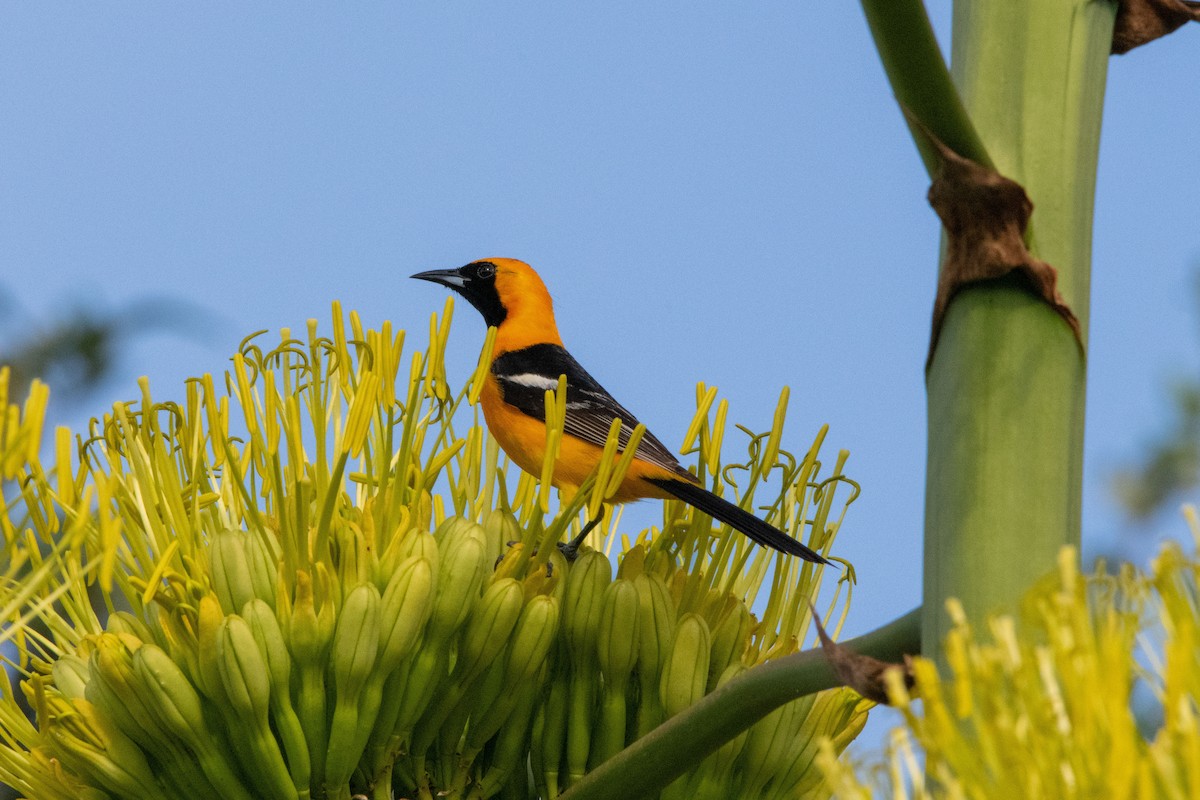 Hooded Oriole - ML637288778