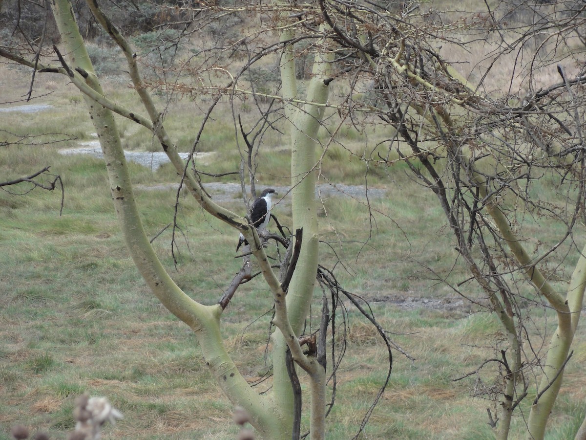 Augur Buzzard (Augur) - ML637288789