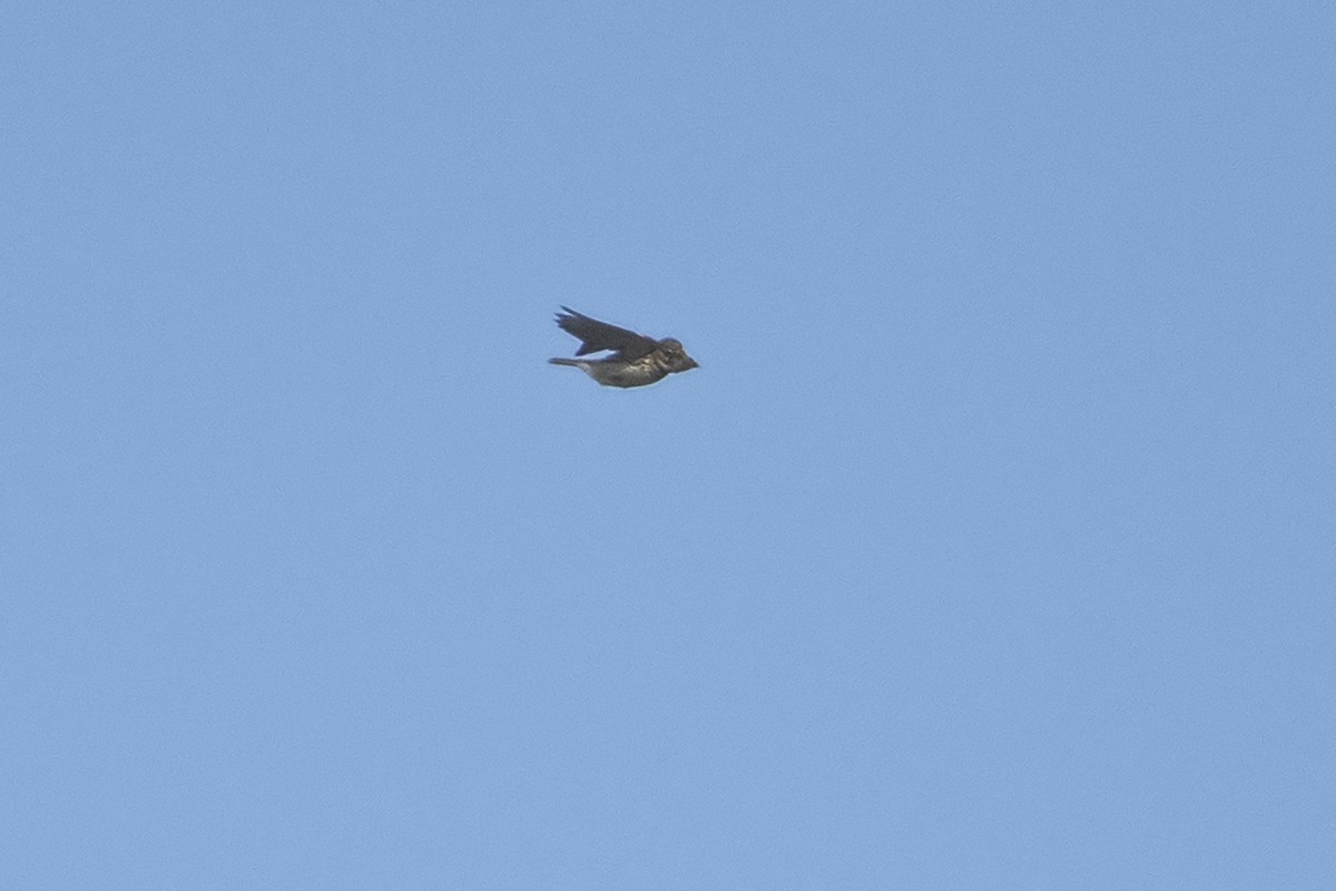 Mediterranean Short-toed Lark - ML637288811
