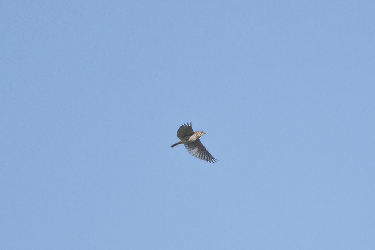 Mediterranean Short-toed Lark - ML637288812