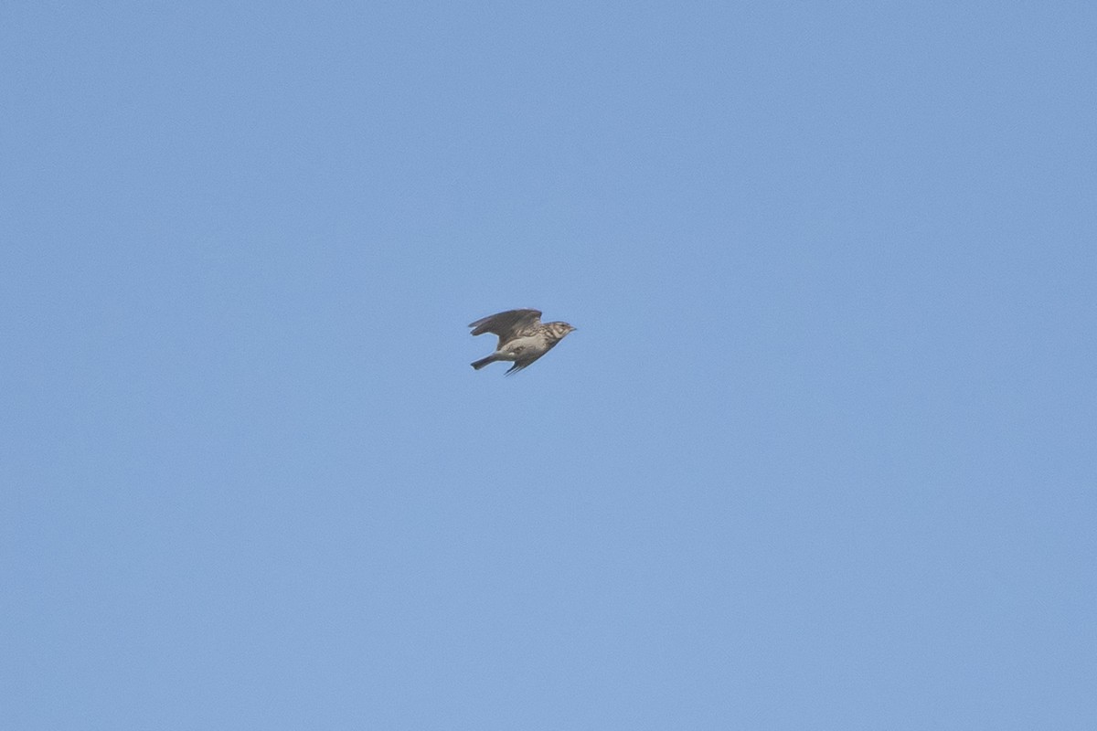 Mediterranean Short-toed Lark - ML637288813