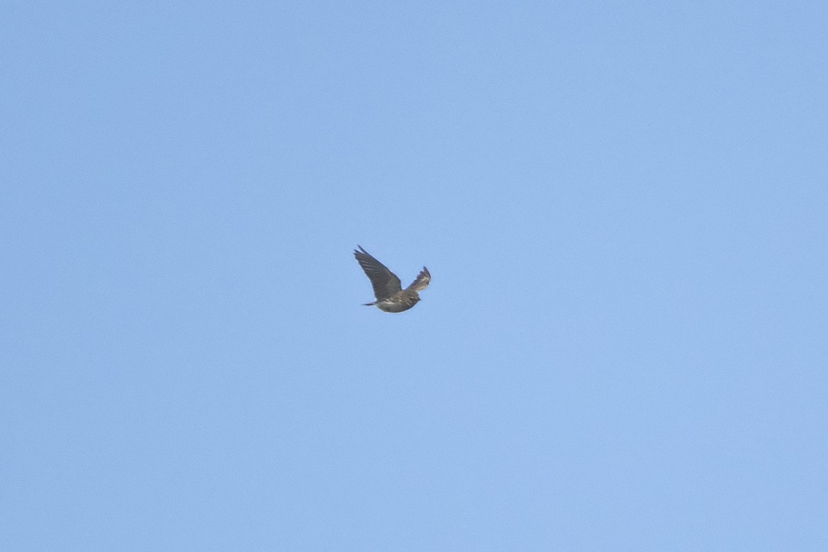 Mediterranean Short-toed Lark - ML637288814