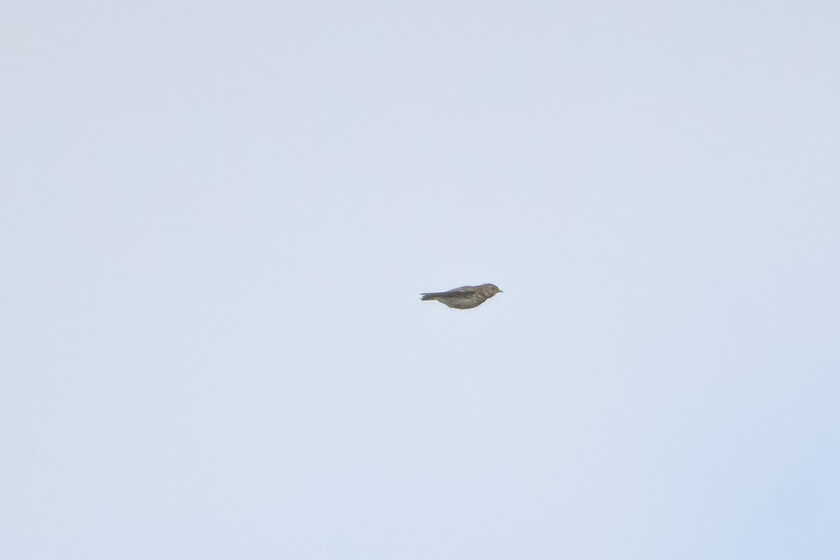 Mediterranean Short-toed Lark - ML637288815