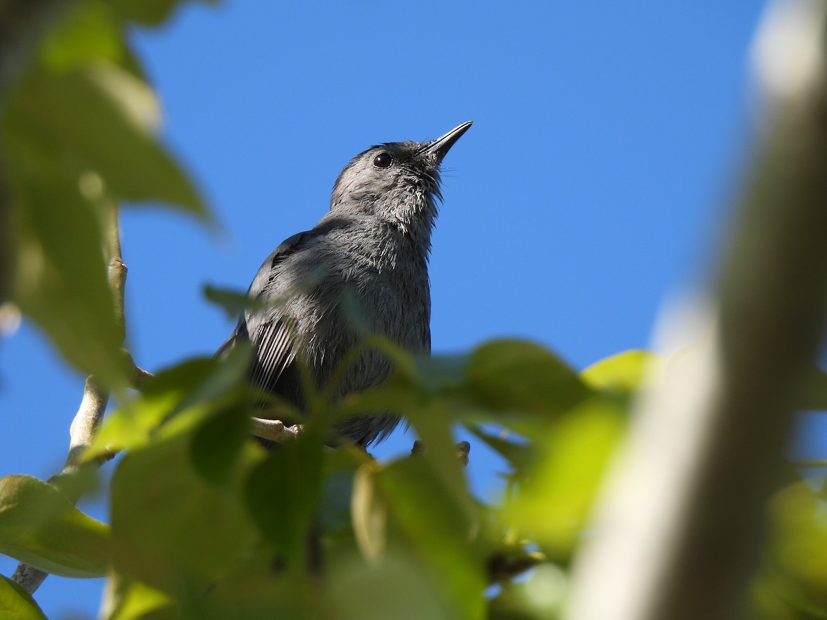 ימימן אמריקני - ML637288871