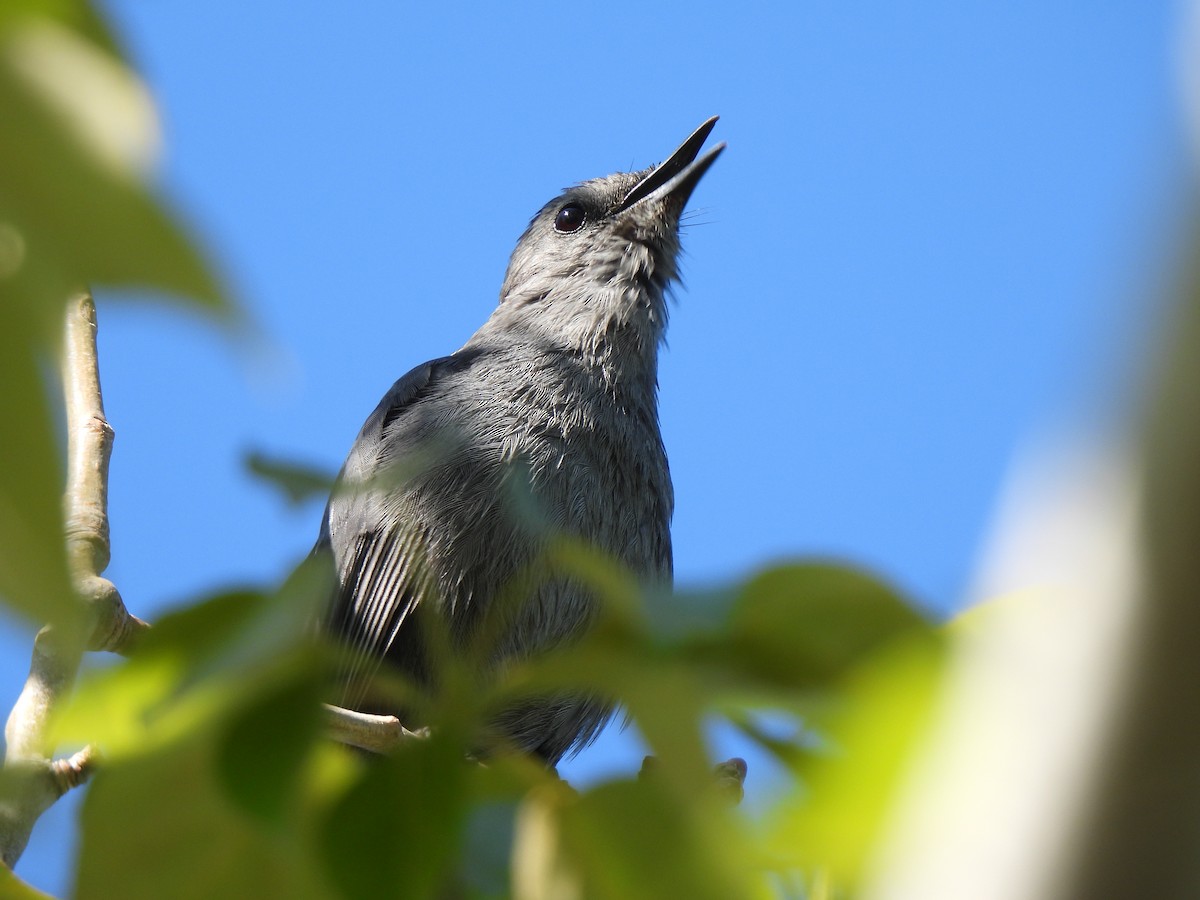 ימימן אמריקני - ML637288897