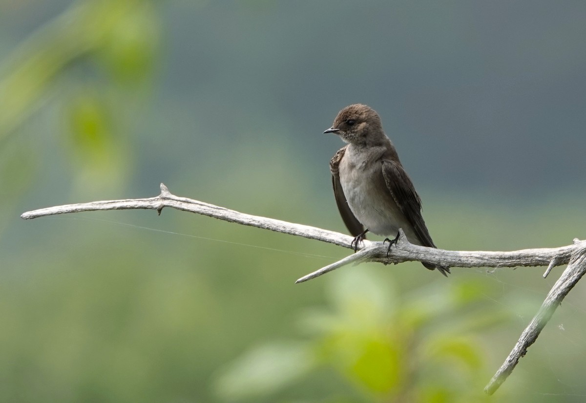 vlaštovka šedohnědá - ML637289013