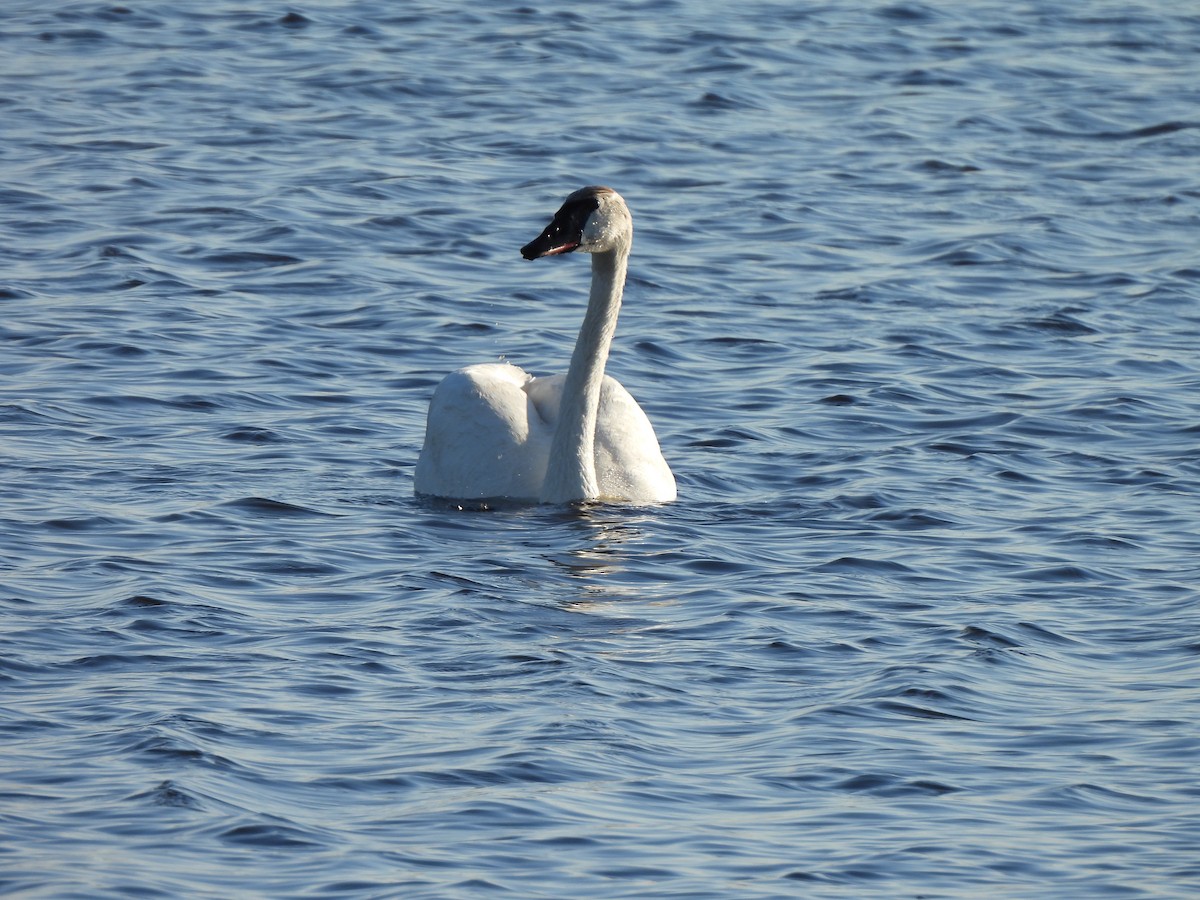 ברבור אמריקני - ML637289026