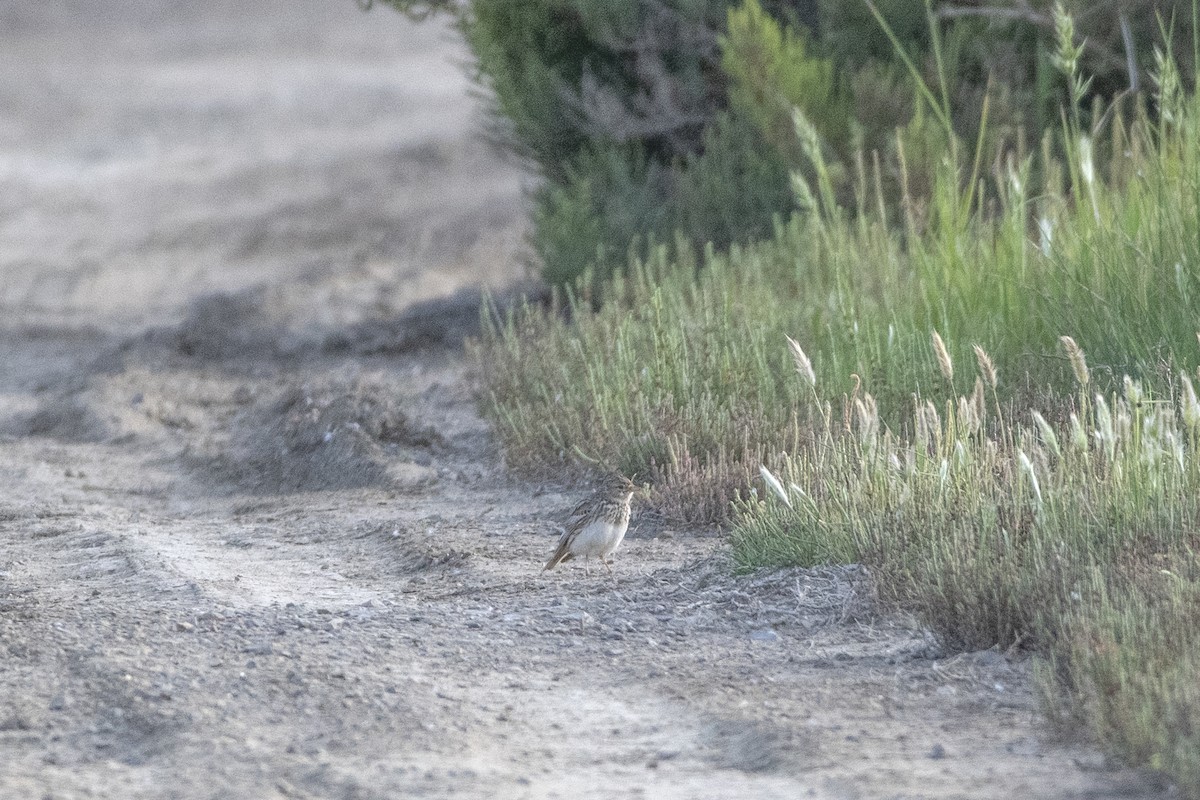 Mediterranean Short-toed Lark - ML637289049