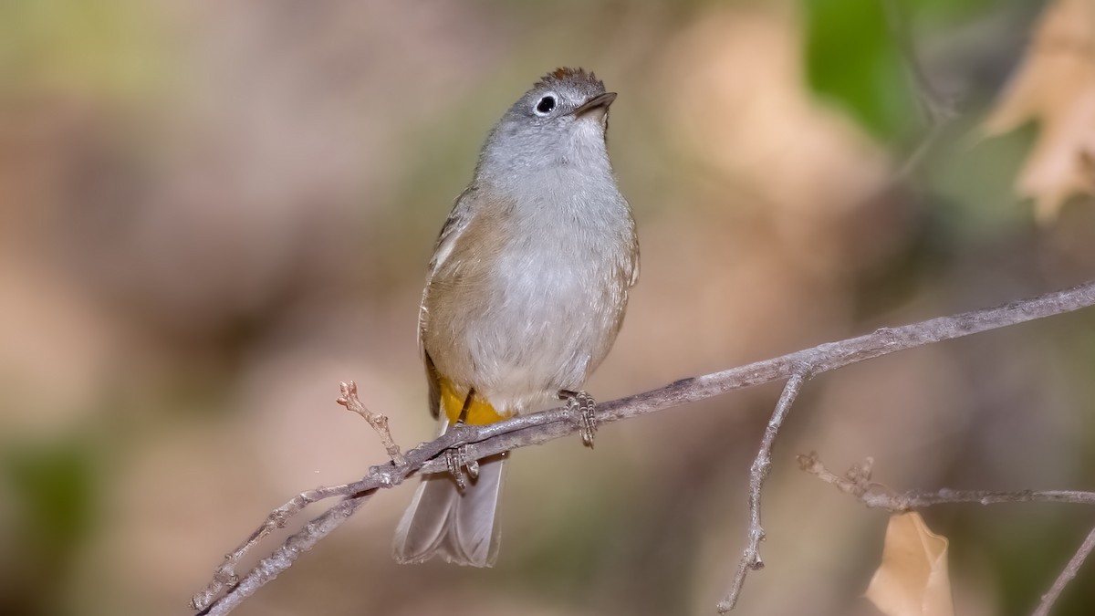 Colima Warbler - ML637289053