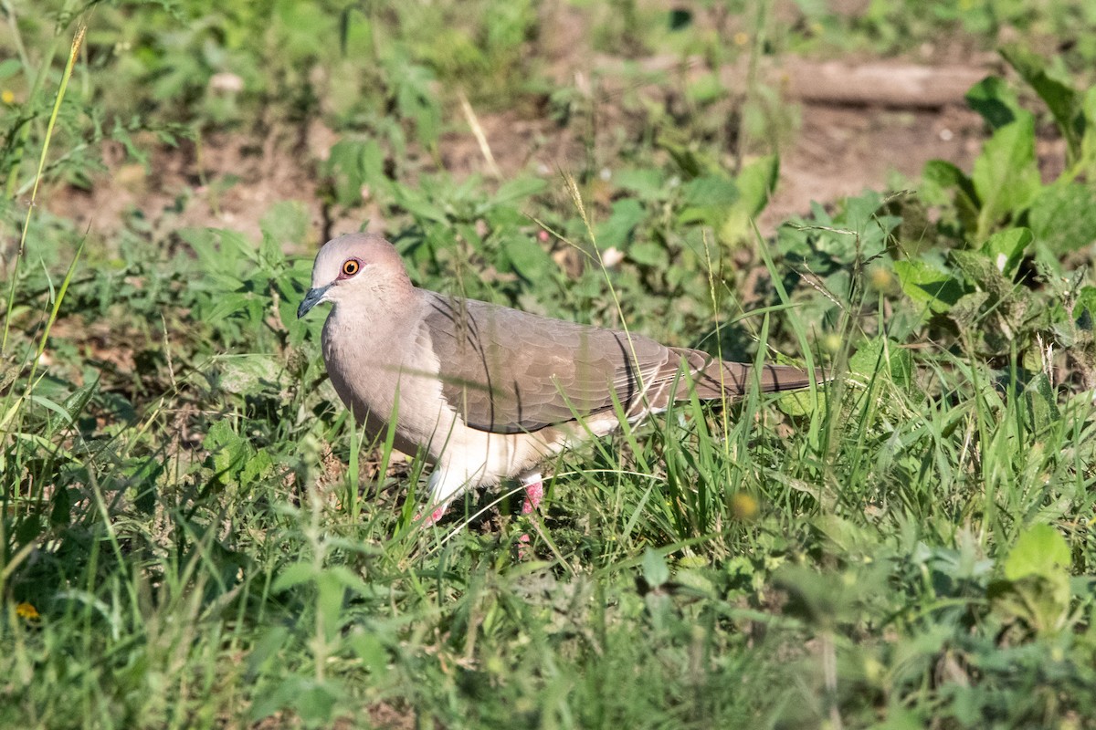 White-tipped Dove - ML637289054