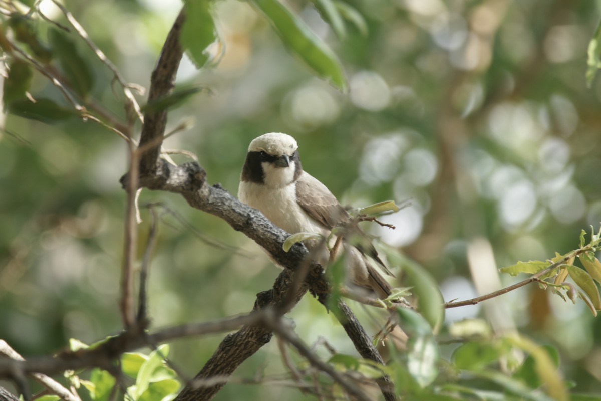White-crowned Shrike - ML637289079
