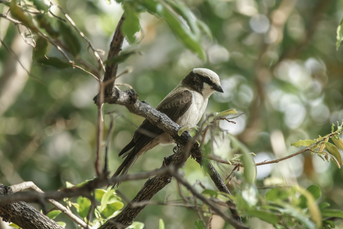 White-crowned Shrike - ML637289080