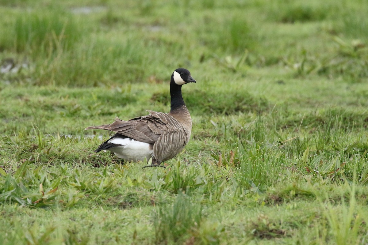 Cackling Goose - Liam Singh