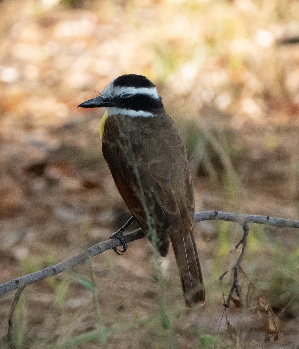 Great Kiskadee - ML637289099