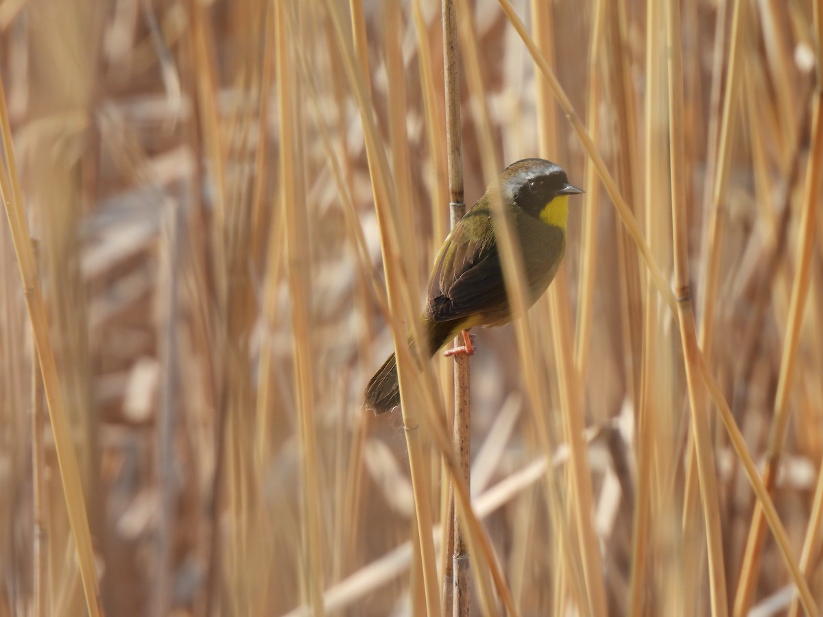 צהוב-גרון - ML637289112