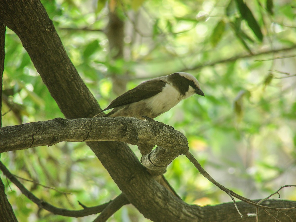 White-crowned Shrike - ML637289116