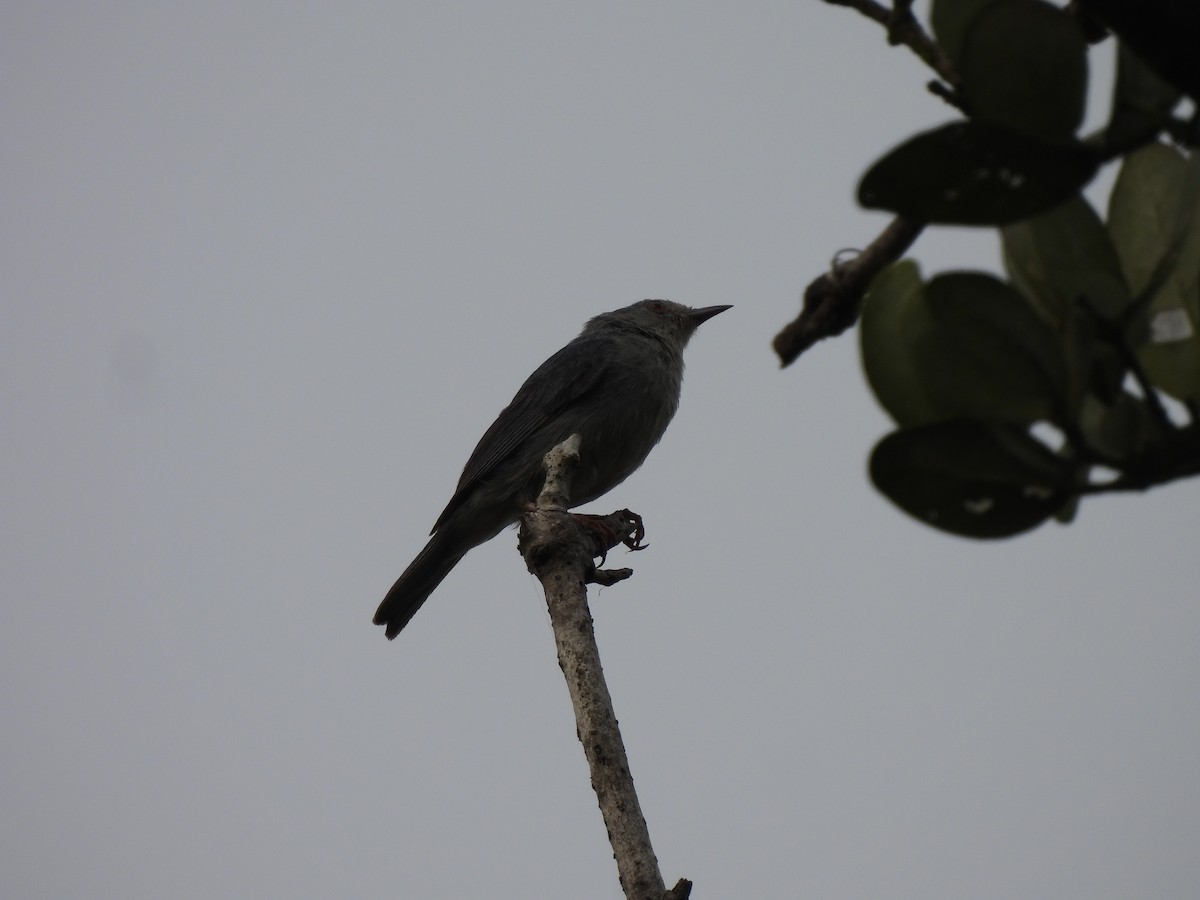 Bicolored Conebill - ML637289142