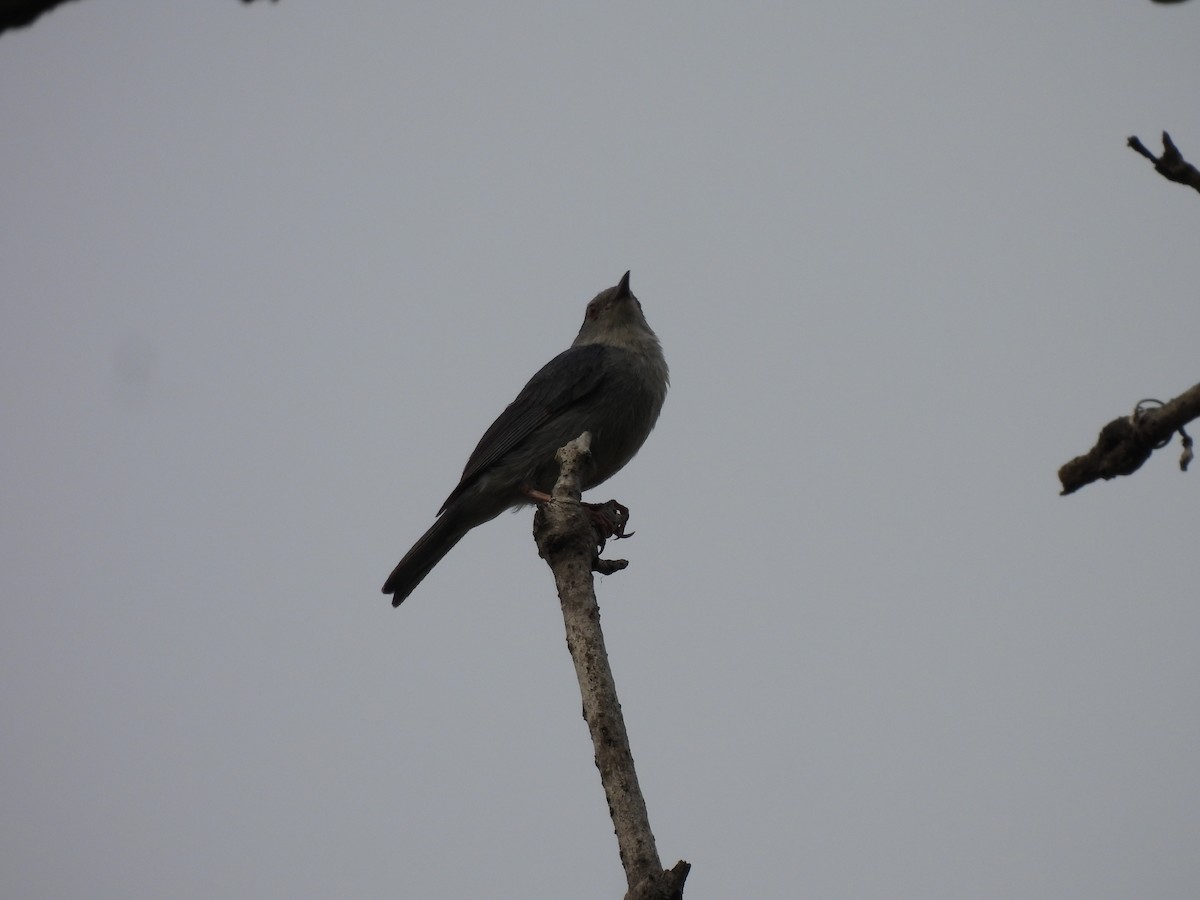 Bicolored Conebill - ML637289143