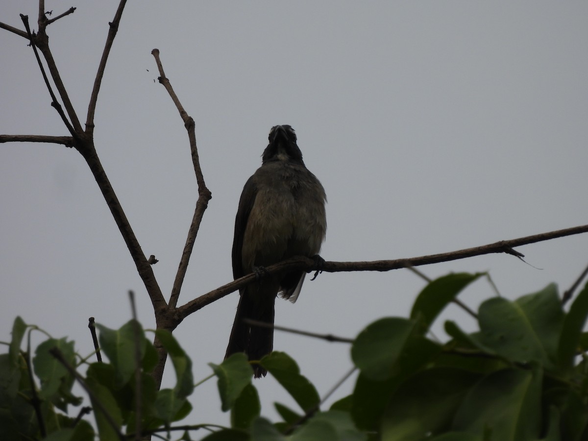 Olive-gray Saltator - ML637289171