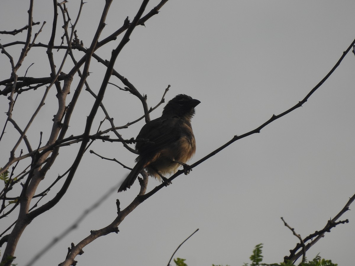 Olive-gray Saltator - ML637289172