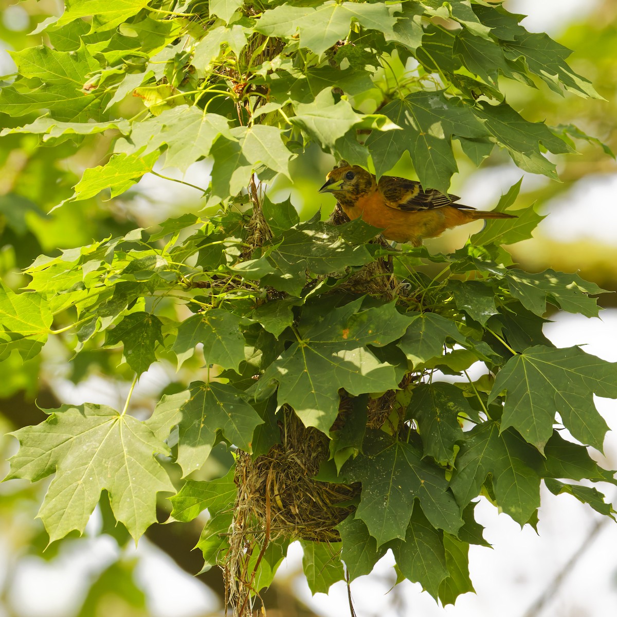 Baltimore Oriole - ML637289274