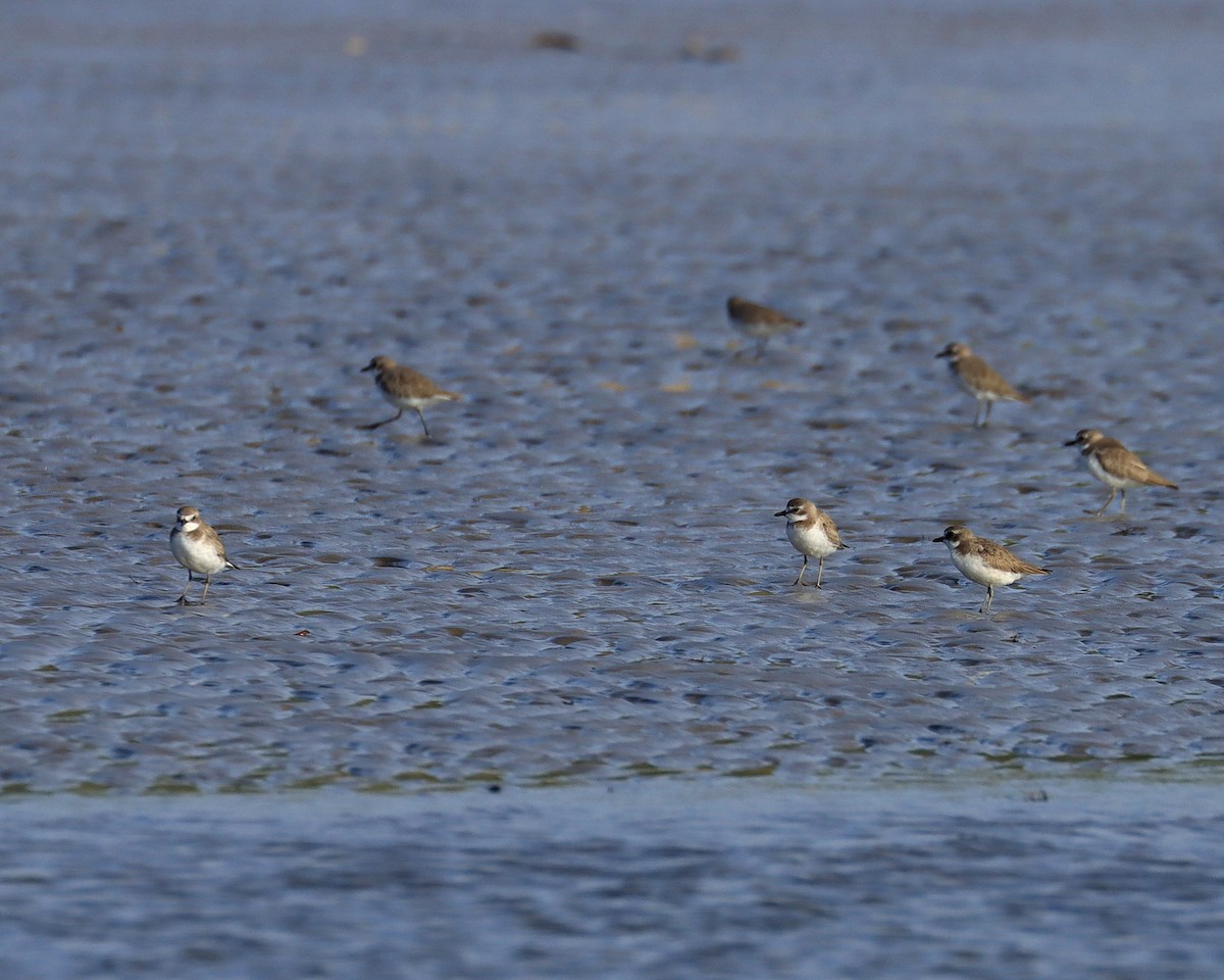 Siberian Sand-Plover - ML637289308