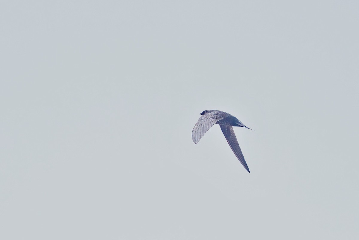 Dark-rumped Swift - ML637289375