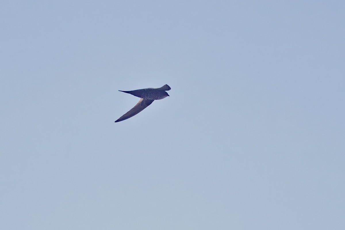 Dark-rumped Swift - ML637289376