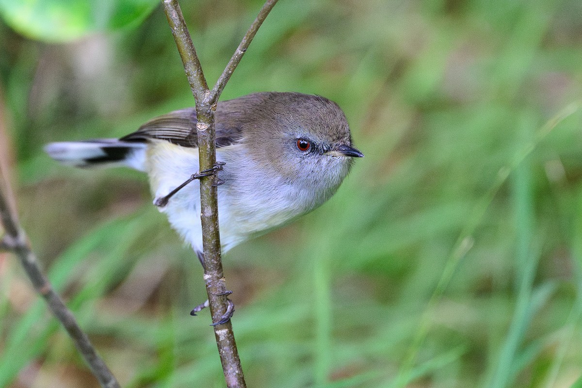 Gray Gerygone - ML637289462