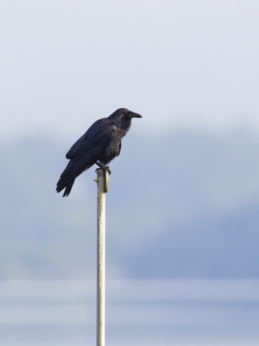 Fish Crow - ML637289528