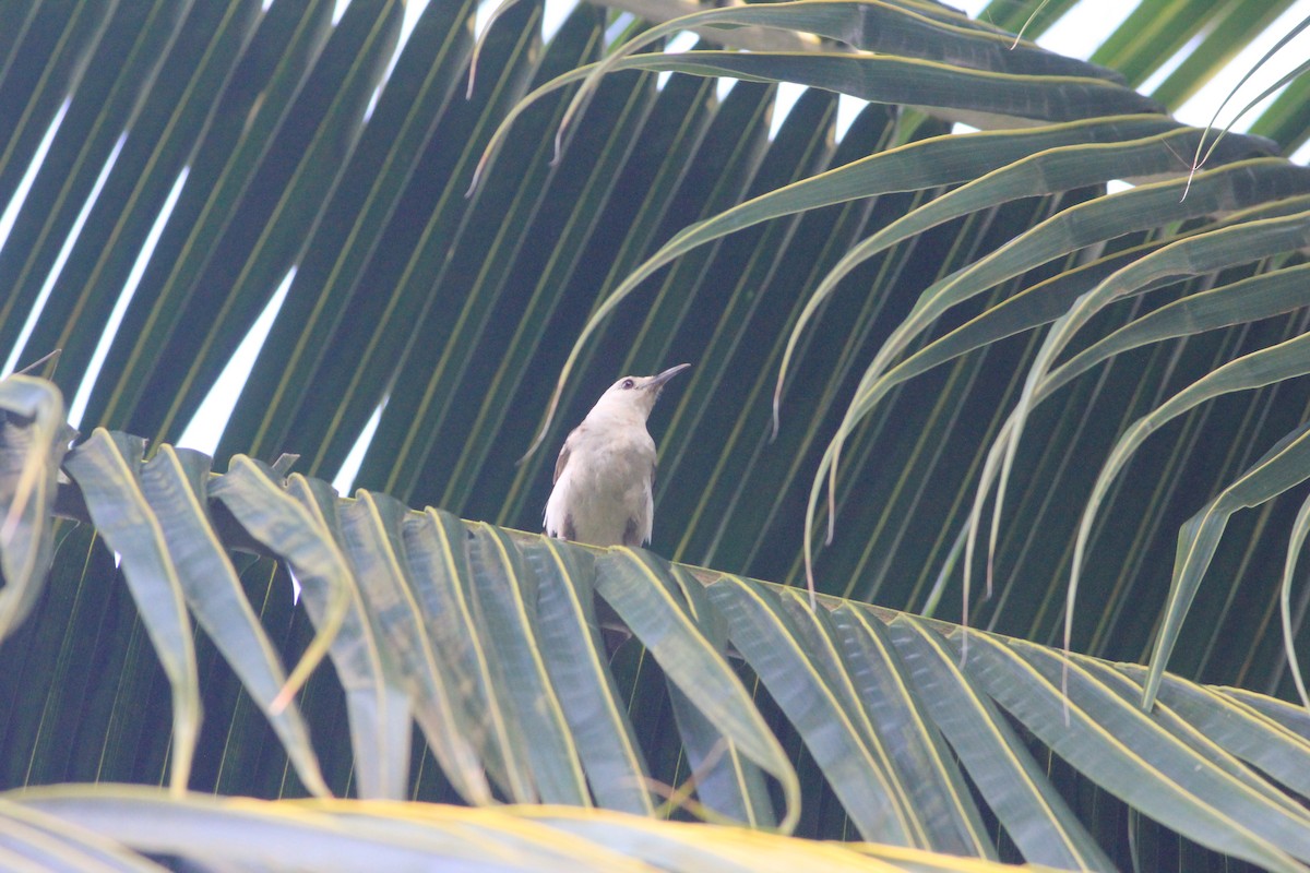 White-headed Wren - ML637289588