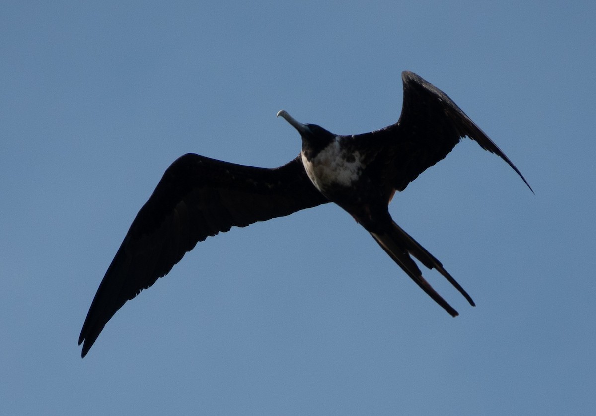 Magnificent Frigatebird - ML637289591