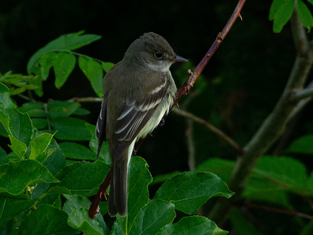 Willow Flycatcher - ML637289607