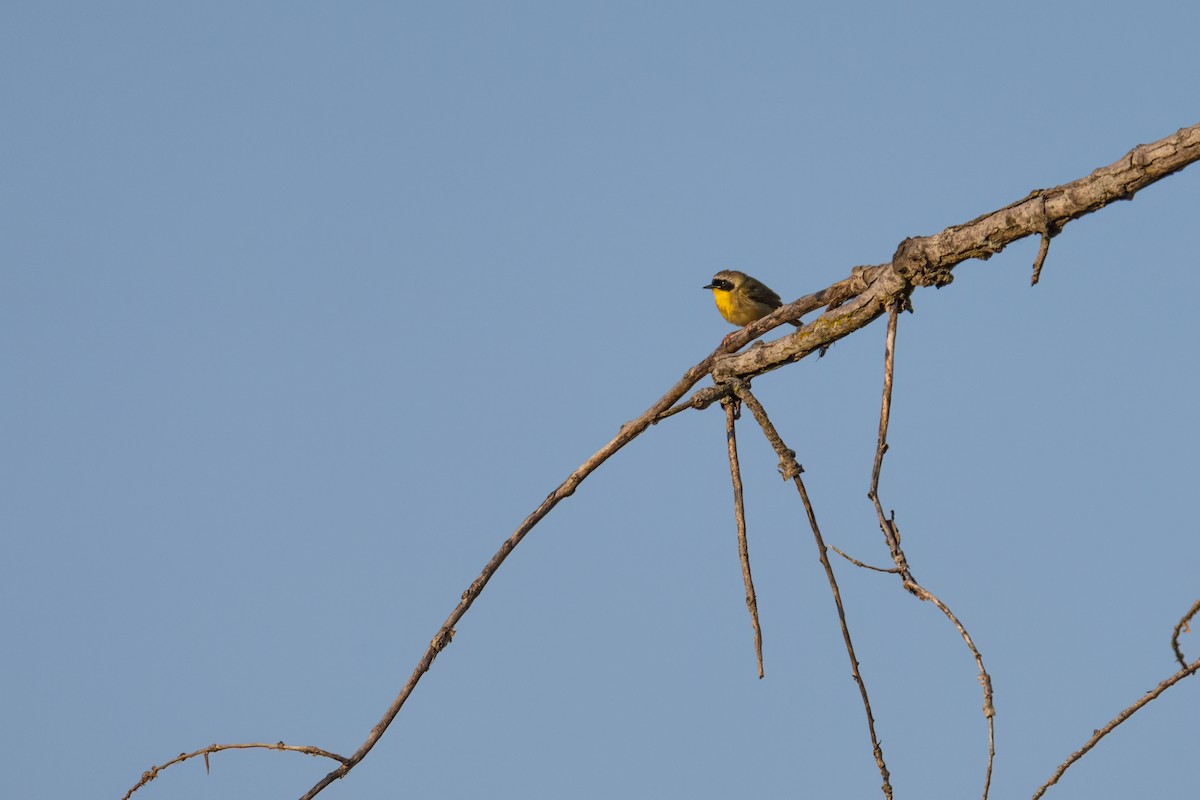 Common Yellowthroat - ML637289625