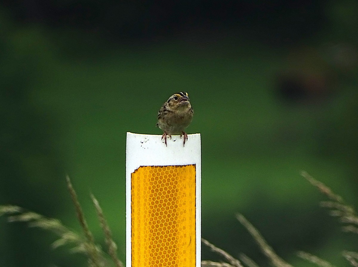 Grasshopper Sparrow - ML637289633