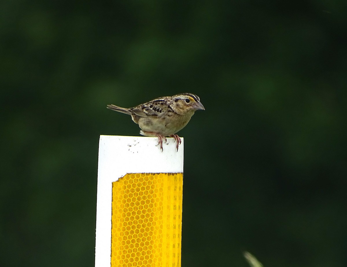 Grasshopper Sparrow - ML637289634