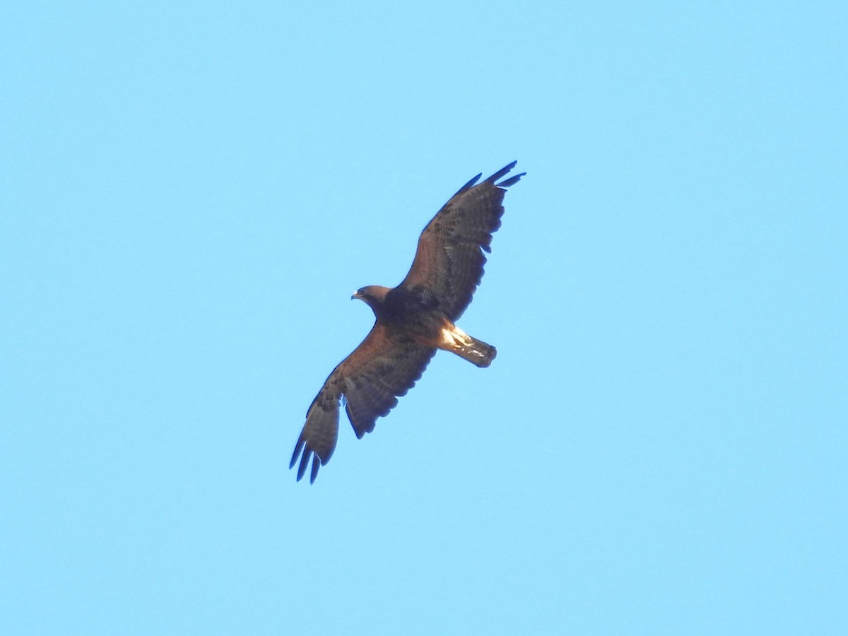 Swainson's Hawk - ML637289644