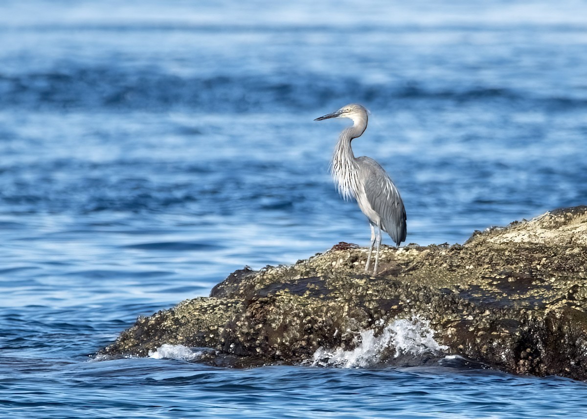 Great-billed Heron - ML637289724