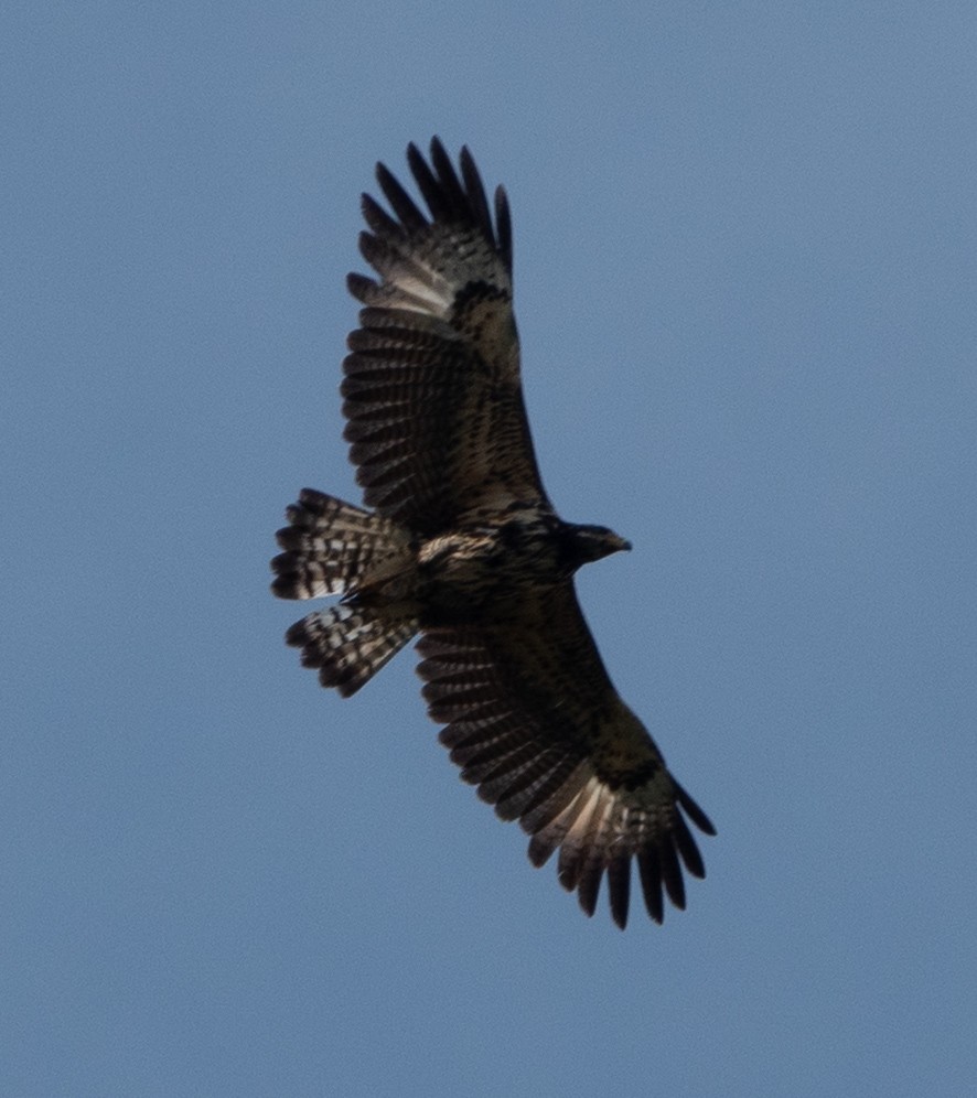 Common Black Hawk - ML637289744