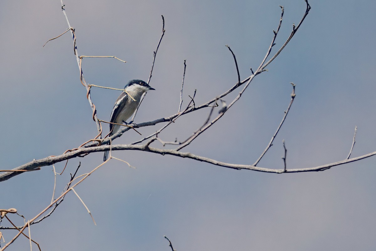 Bar-winged Flycatcher-shrike - ML637289792