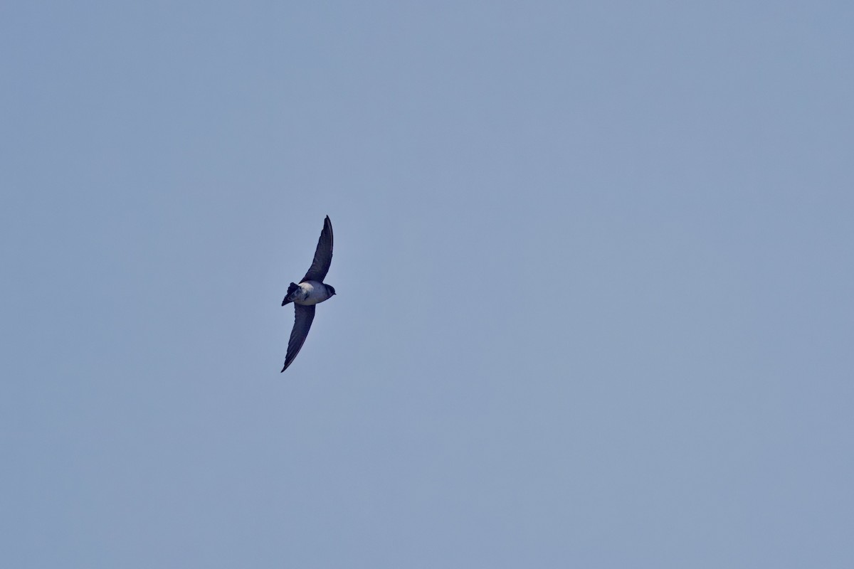 Asian House-Martin - ML637289819