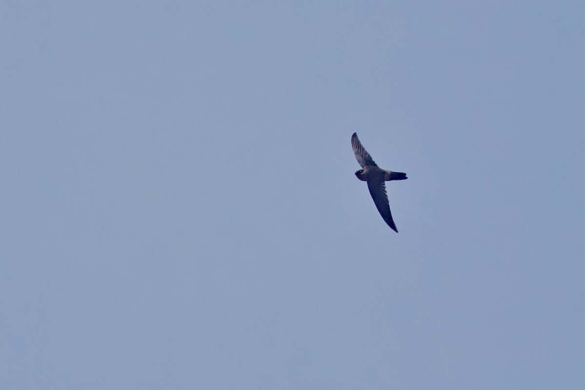 Himalayan Swiftlet - ML637289842