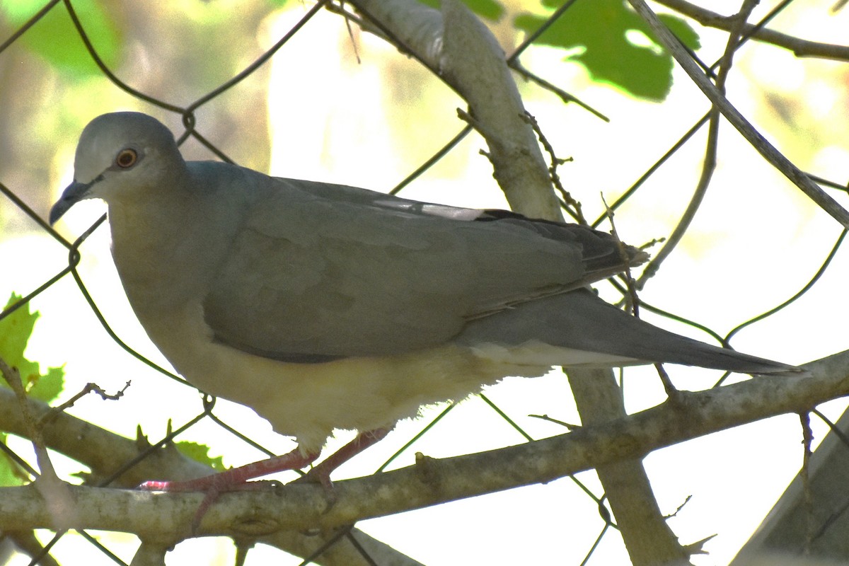 White-tipped Dove - ML637289922