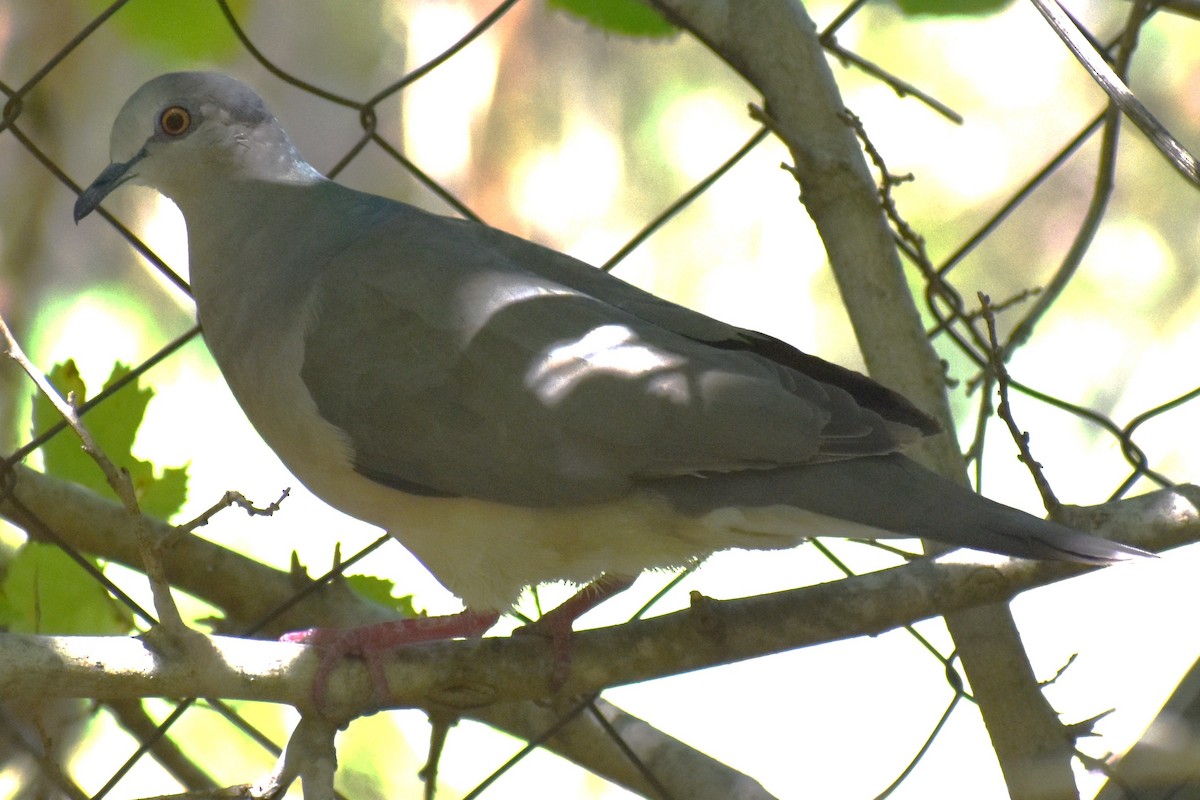 White-tipped Dove - ML637289923