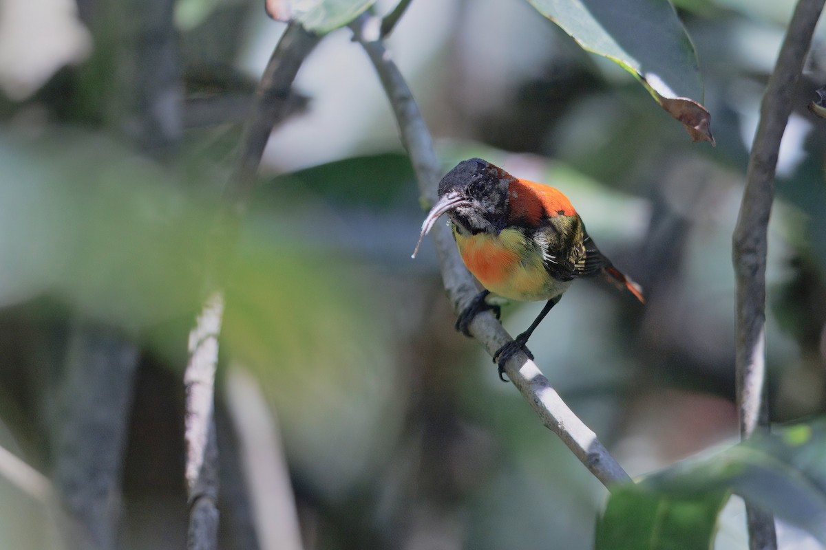 Fire-tailed Sunbird - ML637289980