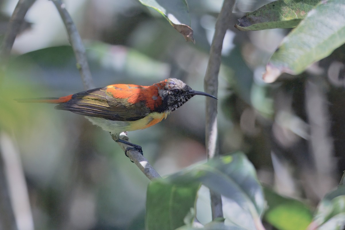 Fire-tailed Sunbird - ML637289981