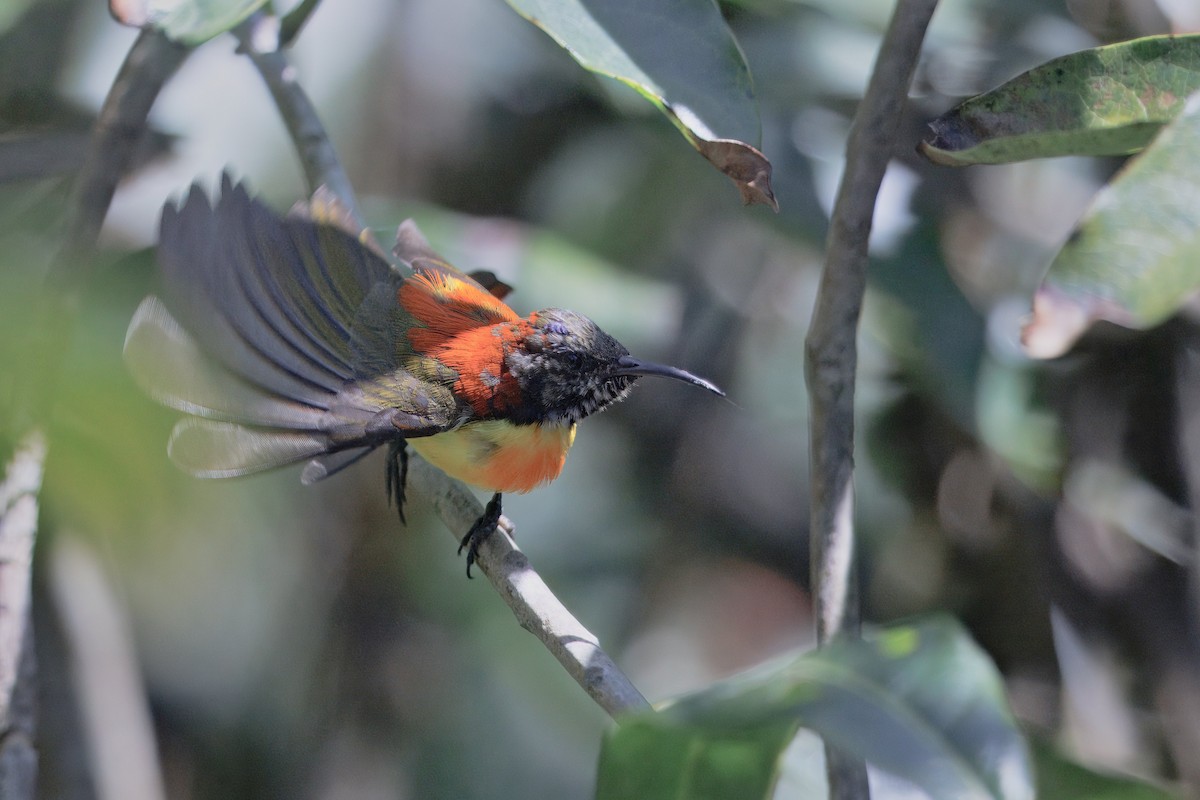 Fire-tailed Sunbird - ML637289982