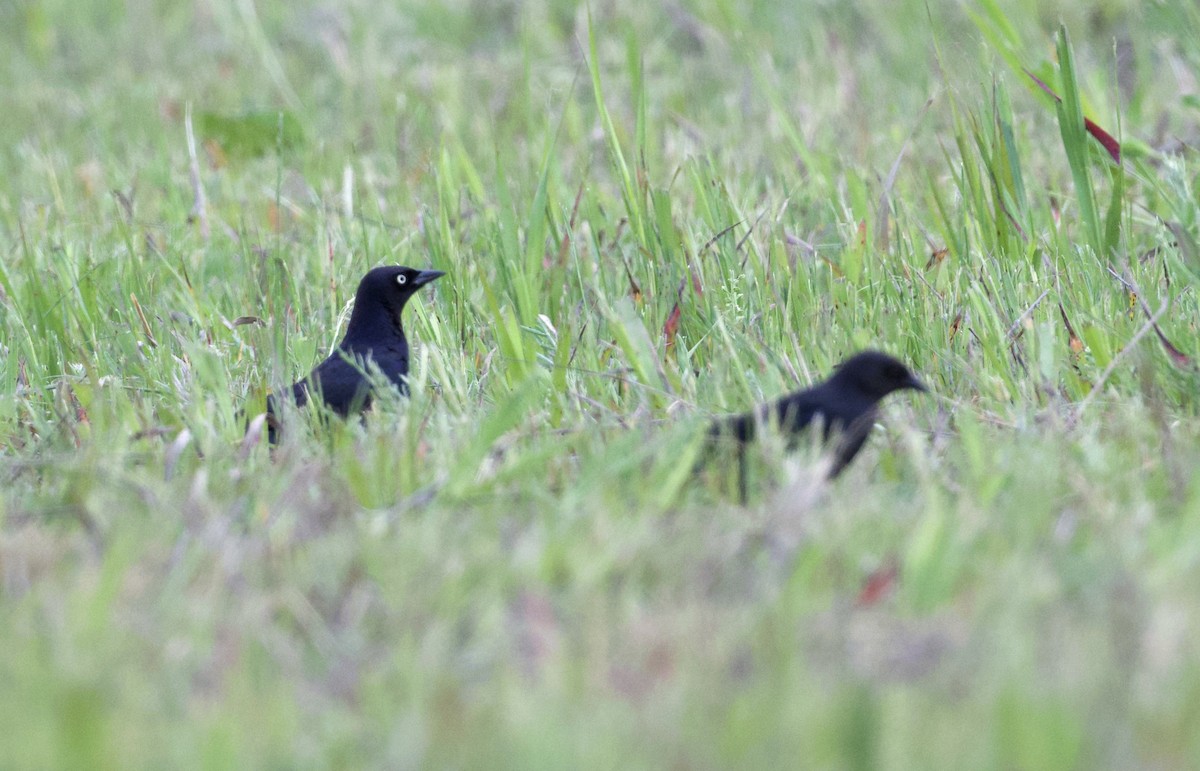 Brewer's Blackbird - ML637290060